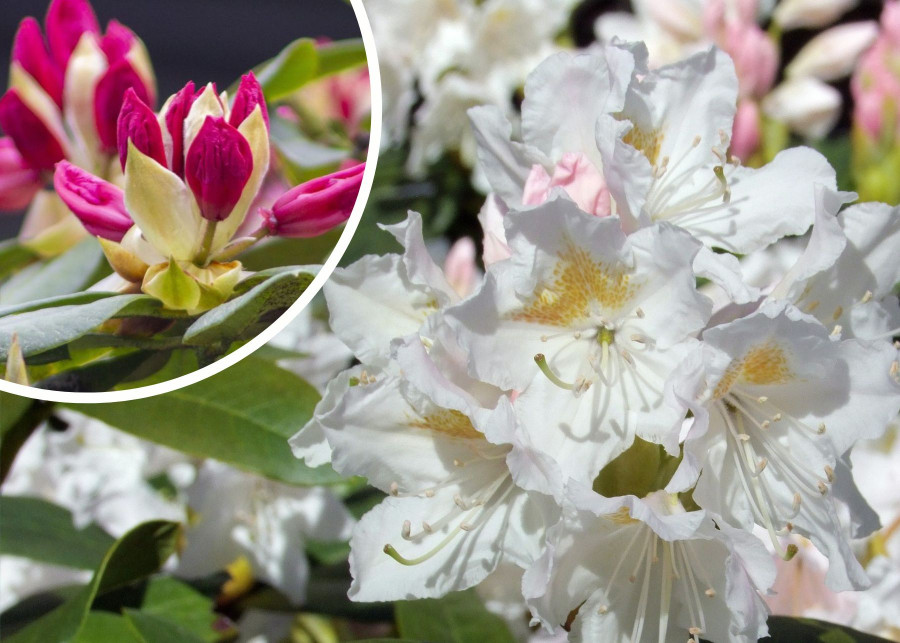 Co lubią rododendrony i azalie i jak o nie dbać