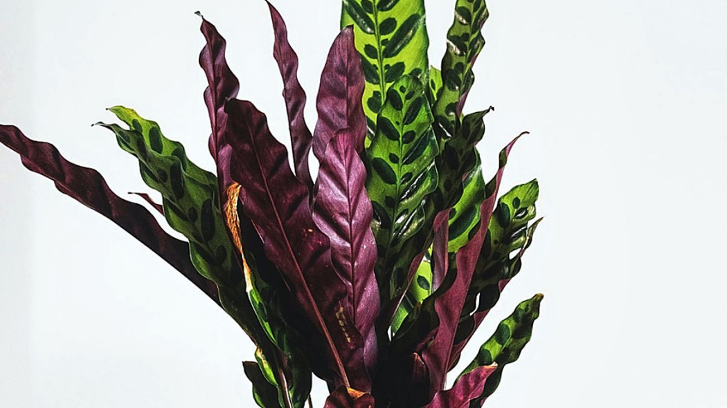 Kalatea falistolistna Calathea rufibarba