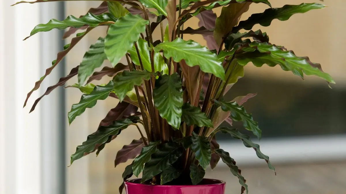 Kalatea falistolistna (Calathea rufibarba) - opis, wygld, wymagania,  uprawa i pielgnacja