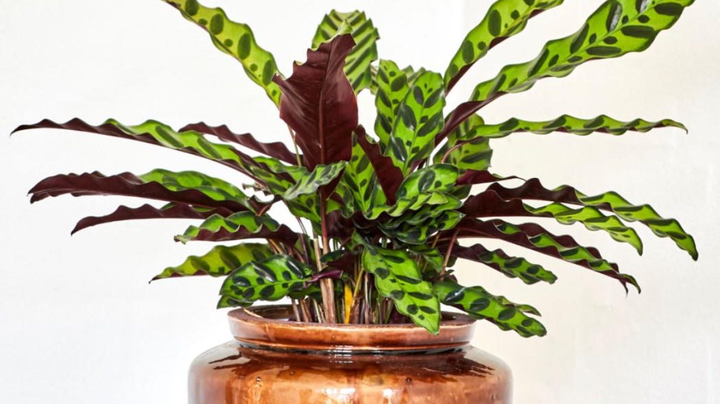 Calathea rufibarba