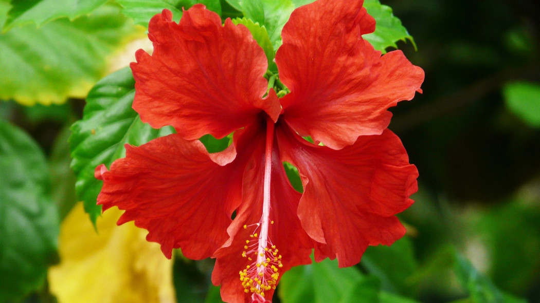 Żółknące liście hibiskusa fot. Sharon Ang - Pixabay