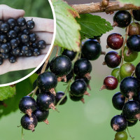 Co lubią porzeczki i jak o nie dbać? Wszystko, co musisz wiedzieć!