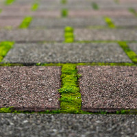 Jak pozbyć się chwastów i mchu z kostki brukowej? | Sprawdzone sposoby