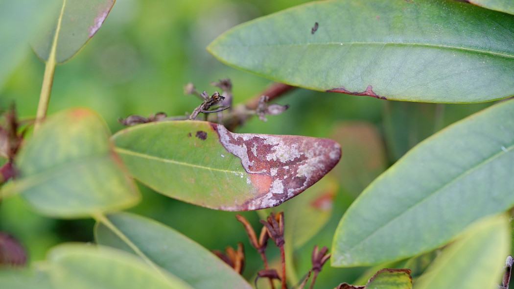 Fytoftoroza na rododendronie fot.  aRTI01 - AdobeStock