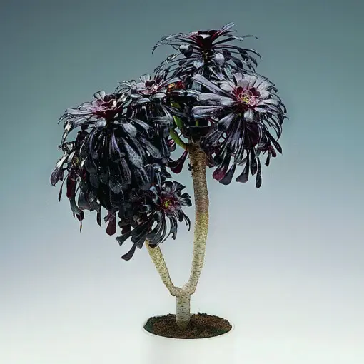Eonium drzewiaste / Aeonium