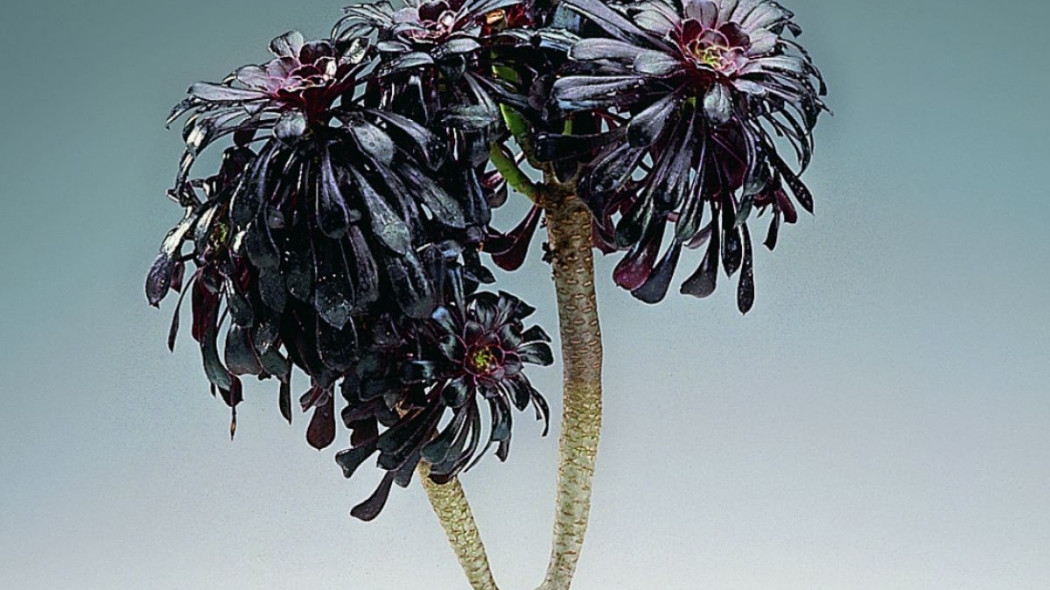 Aeonium arborescens 'Schwarzkopf'