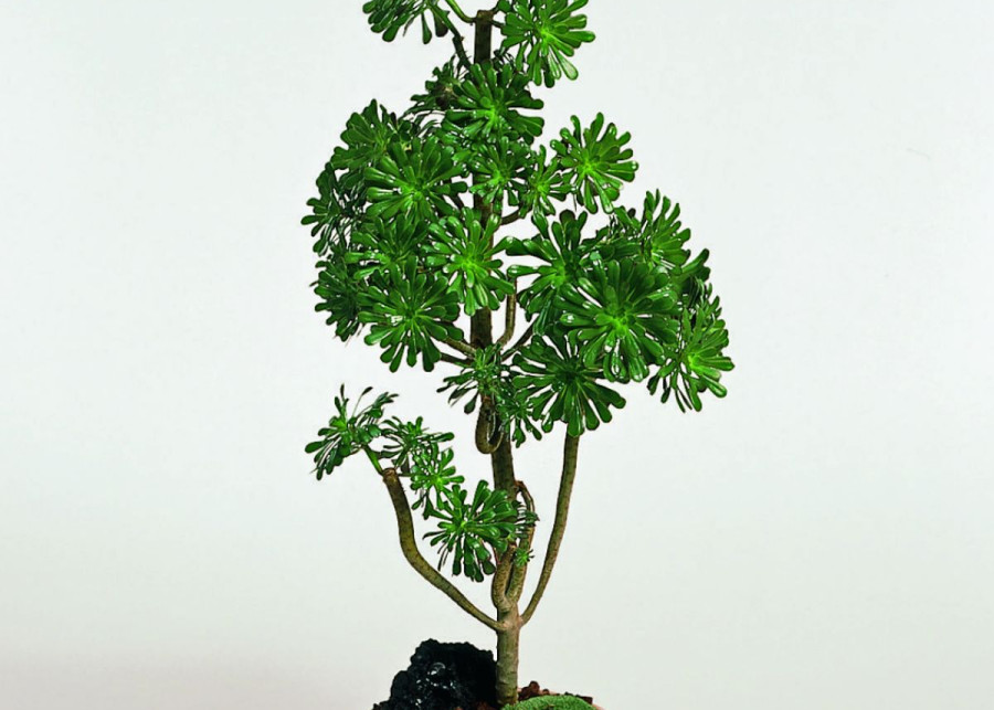 Eonium drzewiaste Aeonium
