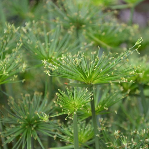 Cyperus haspan / Papirus karłowaty