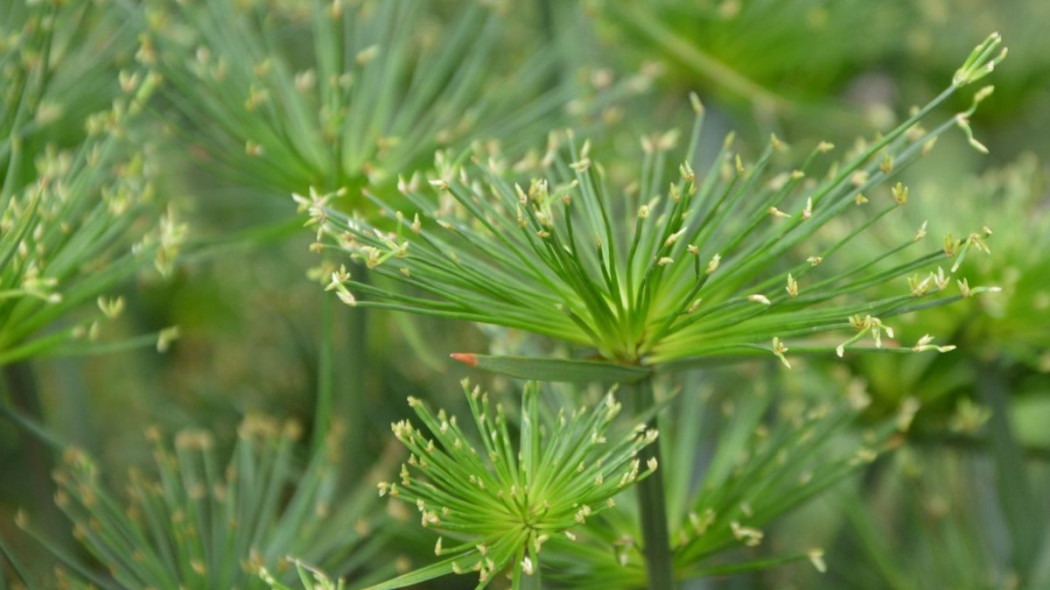 Cyperus haspan papirus karlowy cibora