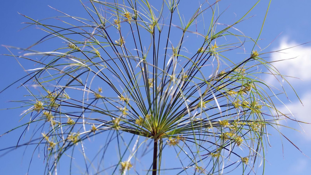 Cyperus haspan papirus karlowy