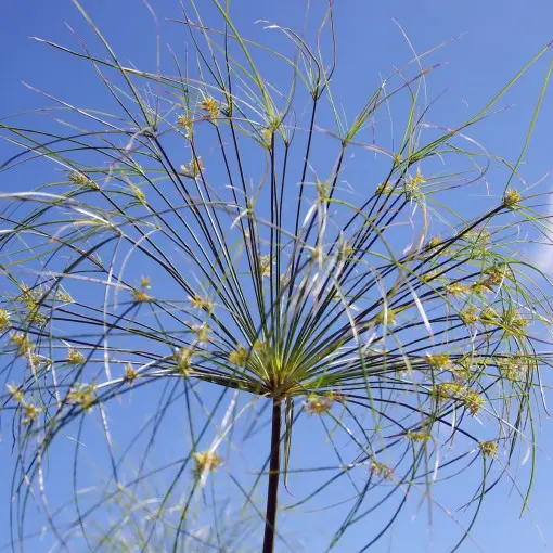 Cyperus haspan / Papirus karłowaty