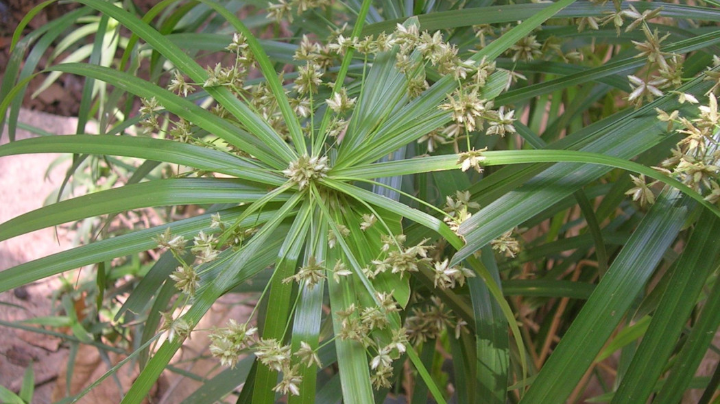 Cibora zmienna  Cyperus alternifolius