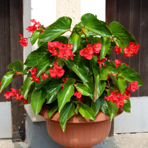 Begonia mieszańcowa 'Dragon Wing'