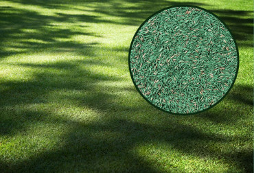 Piękny trawnik w cieniu | Wiemy, jak to zrobić i jakie nasiona wysiać! 