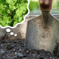 Jakie rośliny pomogą użyźnić glebę: kiedy je wysiewać?
