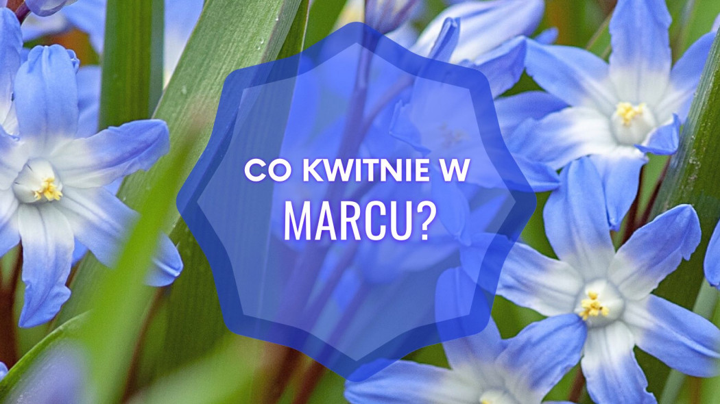 Co kwitnie w marcu?