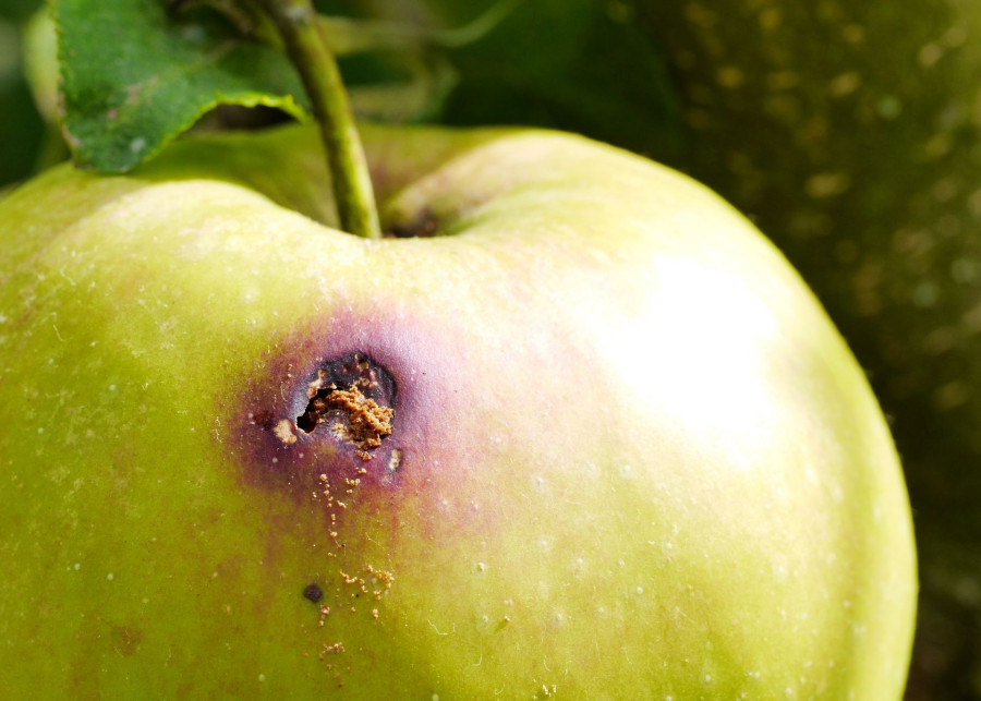 Uszkodzenie jablaka przez owocowke jablkoweczke