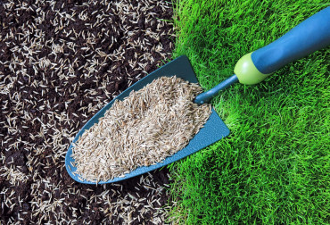 Sposoby na piękny i gęsty trawnik | Praktyczne porady i sprawdzone produkty
