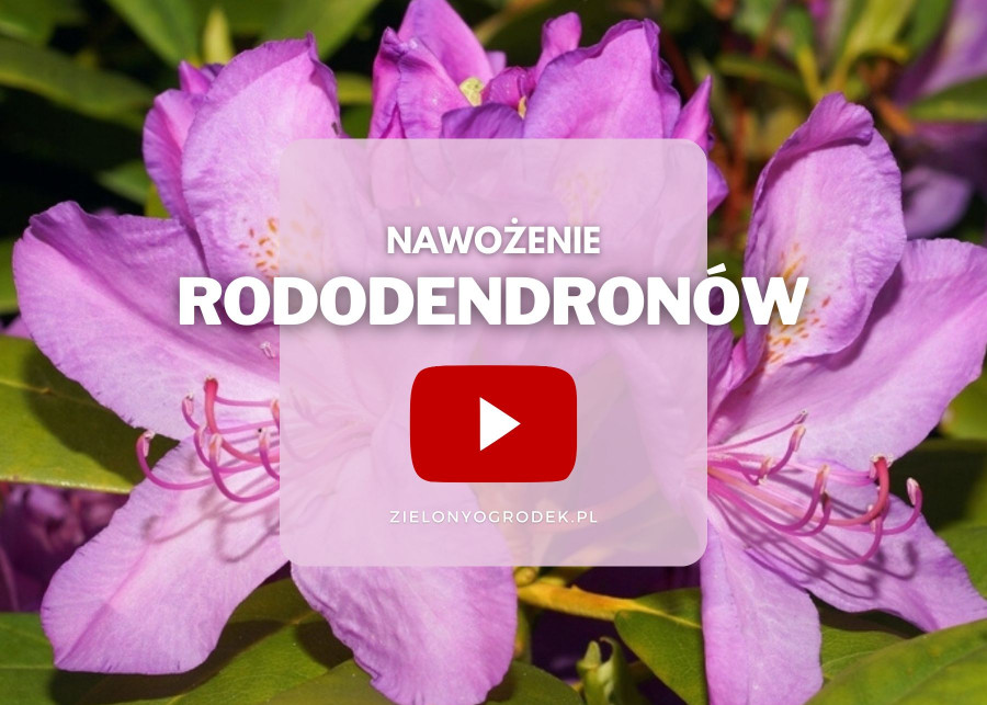 FILM Nawozenie rododendronow