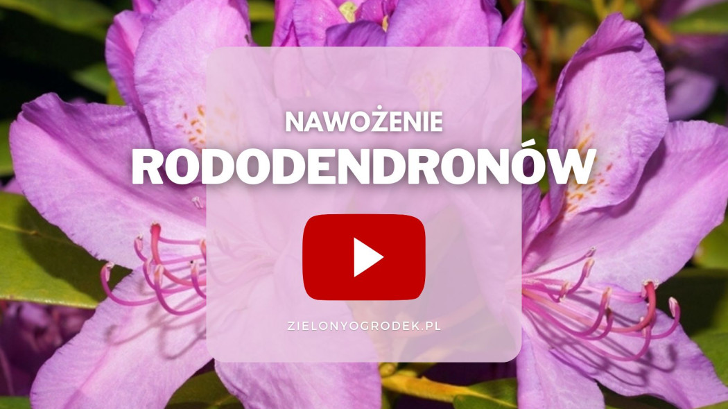 FILM Nawozenie rododendronow