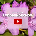 FILM: Nawożenie rododendronów (różaneczników)