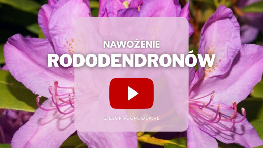 FILM: Nawożenie rododendronów (różaneczników)