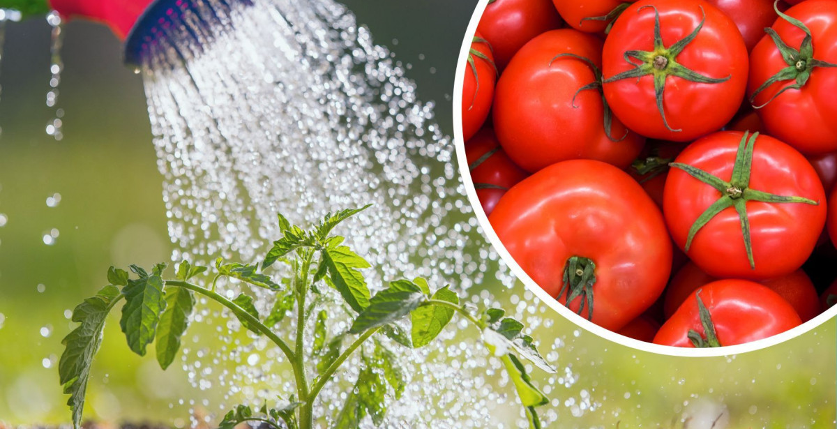 Nawożenie pomidorów | Jak mieć obfite zbiory?
