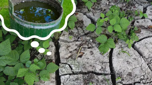 Jak podlewać rośliny w okresie upałów? Kiedy to robić i jak często? Kiedy nie podlewać?