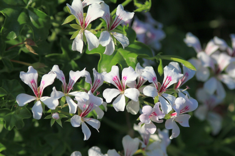 Pelargonia