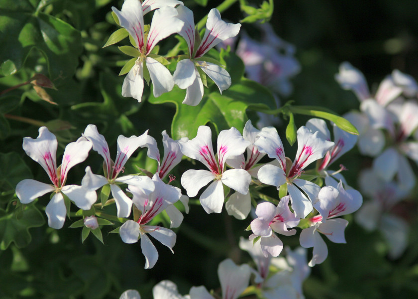 Pelargonia Pelargonia