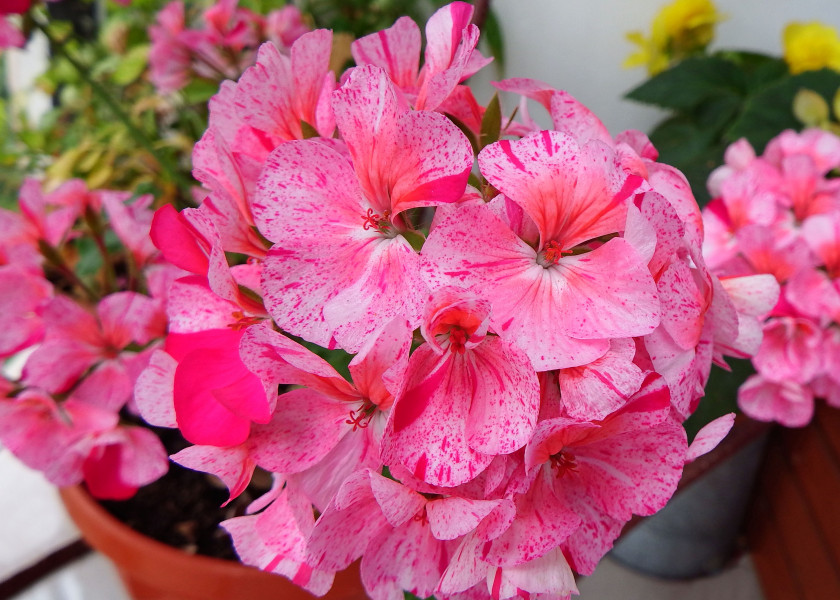 Pelargonia Pelargonia