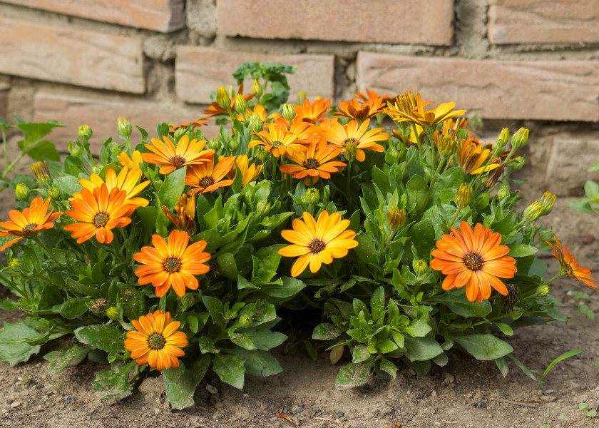 Osteospermum Osteospermum