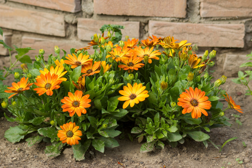 Osteospermum