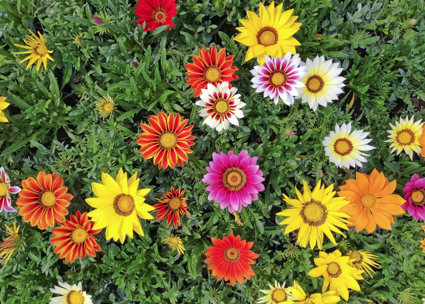 Gazania Gazania