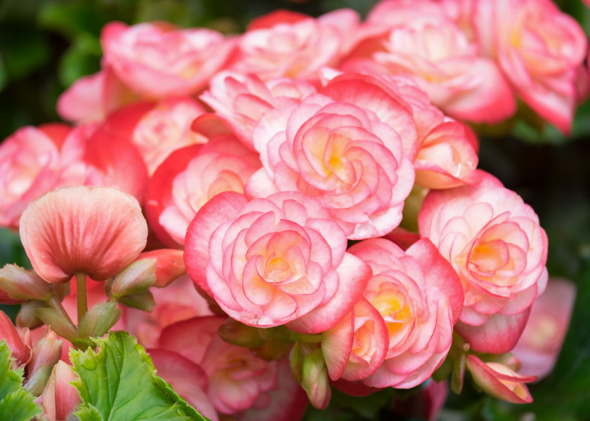 Begonia Begonia