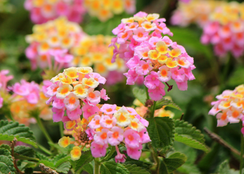 Lantana Lantana