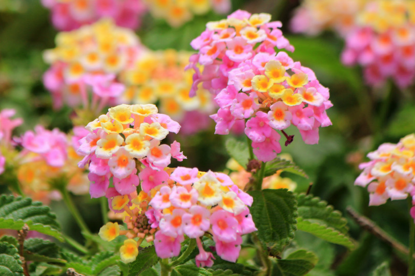 Lantana