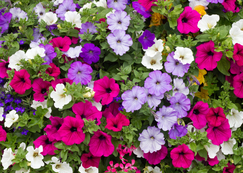 Petunia Petunia