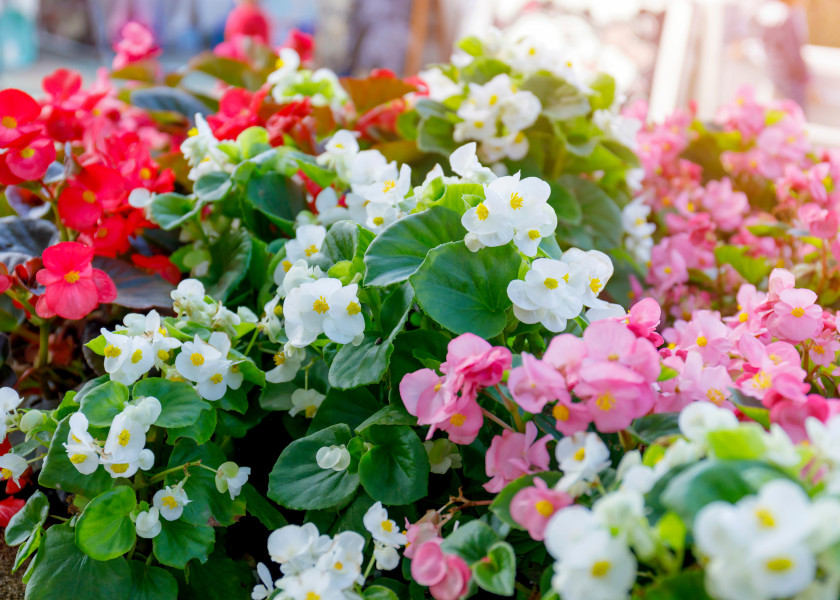 Begonia Begonia