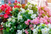 Begonia