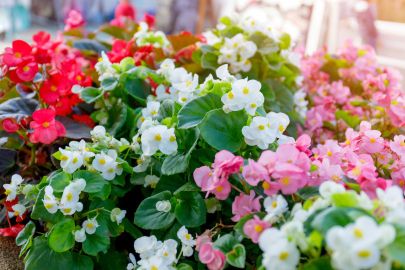 Begonia