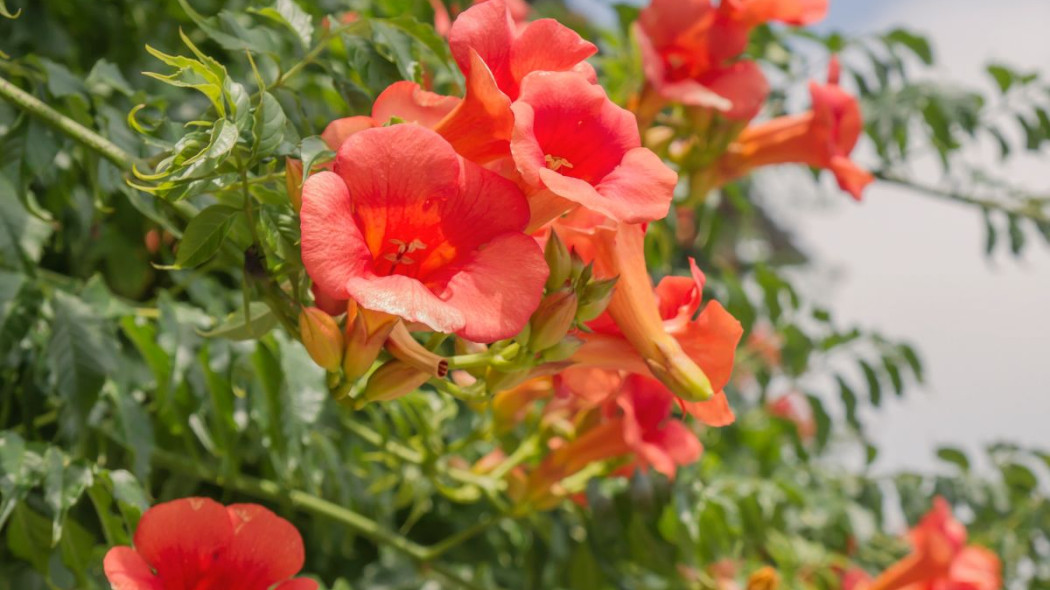 Milin amerykanski Campsis radicans