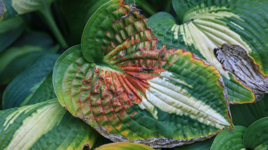 choroba wirusowe funkii - Hosta Virus X HVX - fot. macrossphoto - AdobeStock