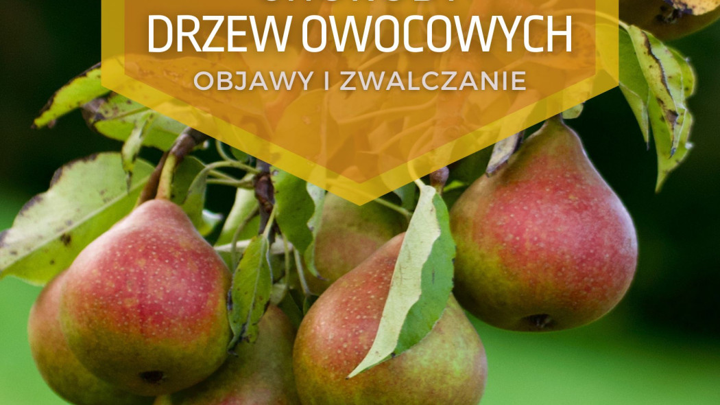 Choroby drzew owocowych Objawy i zwalczanie