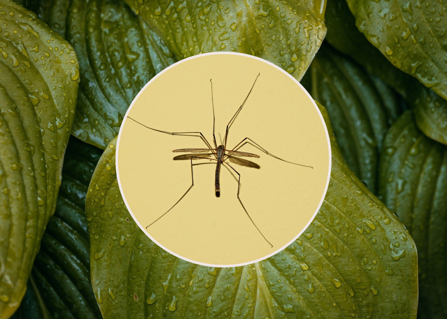 Duże komary to nie samice komara to kizułki Czy gryzą i są groźne fot. Pixabay