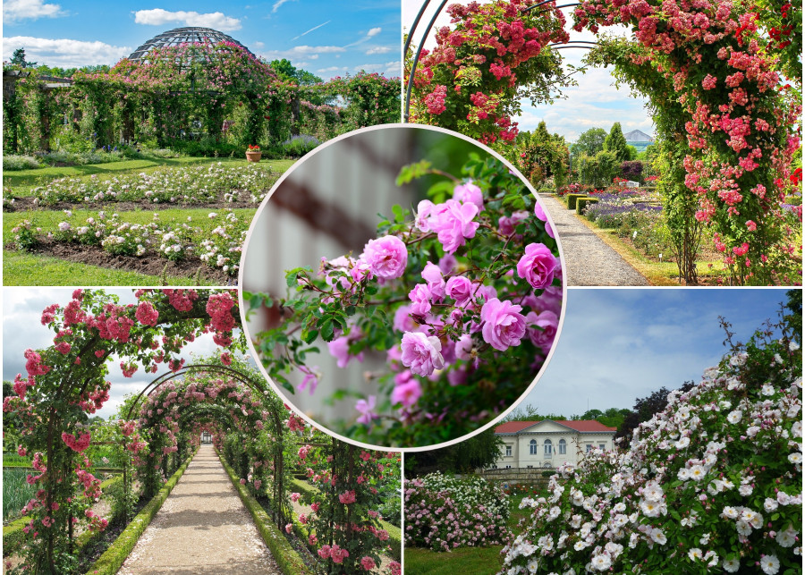 Rosaria - ogrody różane w Polsce i za granicą fot. Pixabay