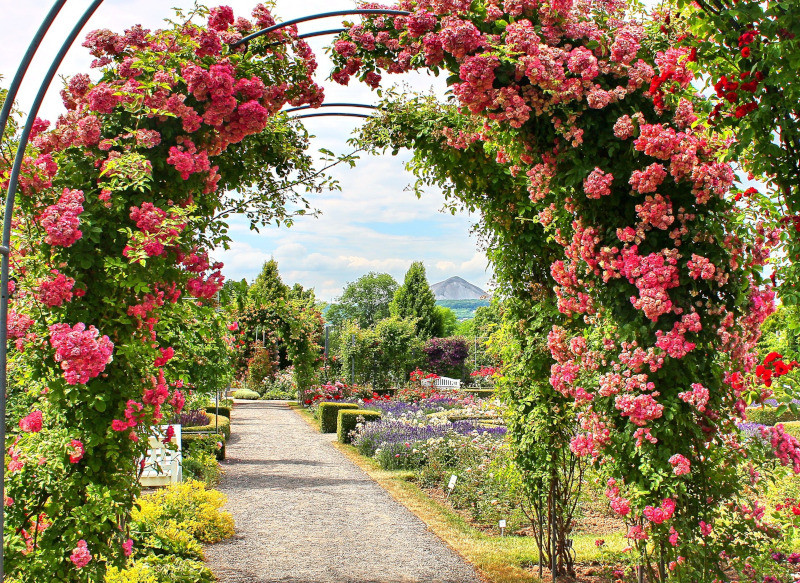 Rosarium Sangerhausen w Niemczech fot. jassiaa Pixabay