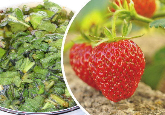 Jak zrobić naturalny nawóz do truskawek?