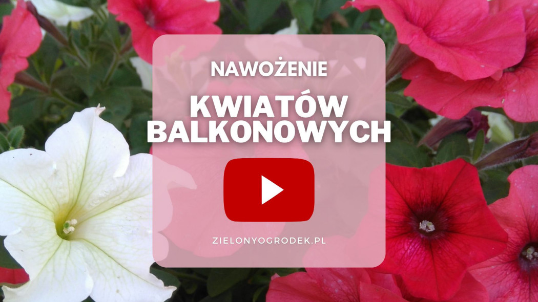 FILM: Nawożenie roślin balkonowych