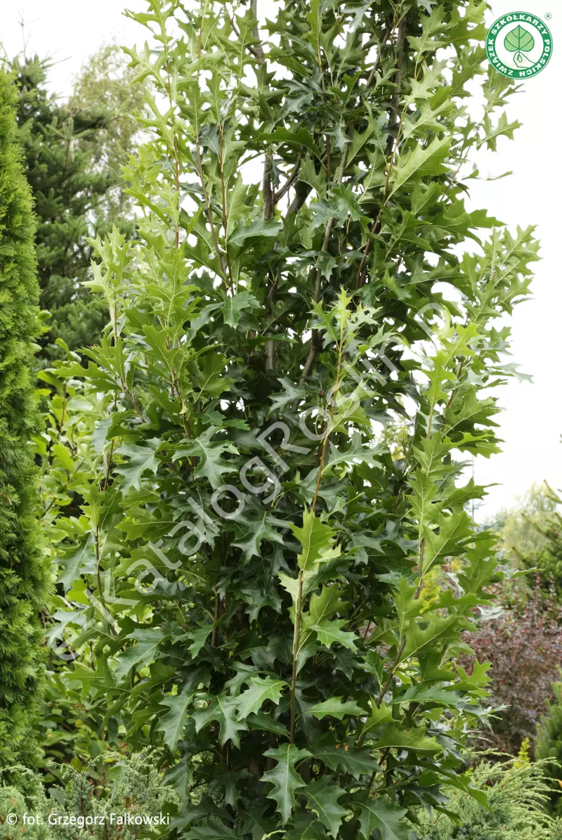 dąb błotny Quercus palustris GREEN PILLAR-Pringreen Fot. Grzegorz Falkowski